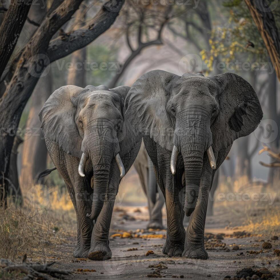 Two elephants walk side by side on a long path on jungle photo