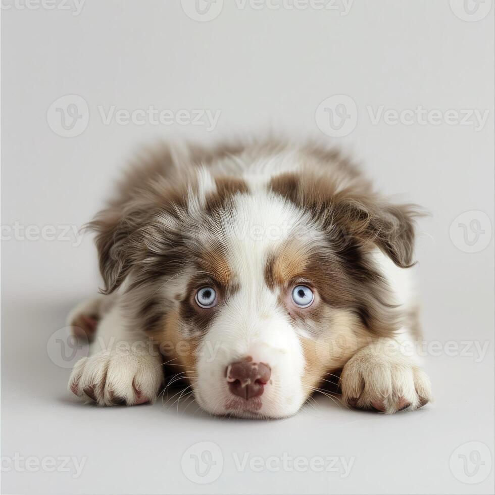 Australian Shepherd dog with brown and white fur lying down on the floor photo