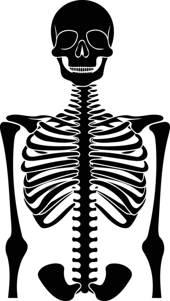 A simple yet striking silhouette of a human skeleton, perfect for halloween, medical, or anatomical illustrations vector