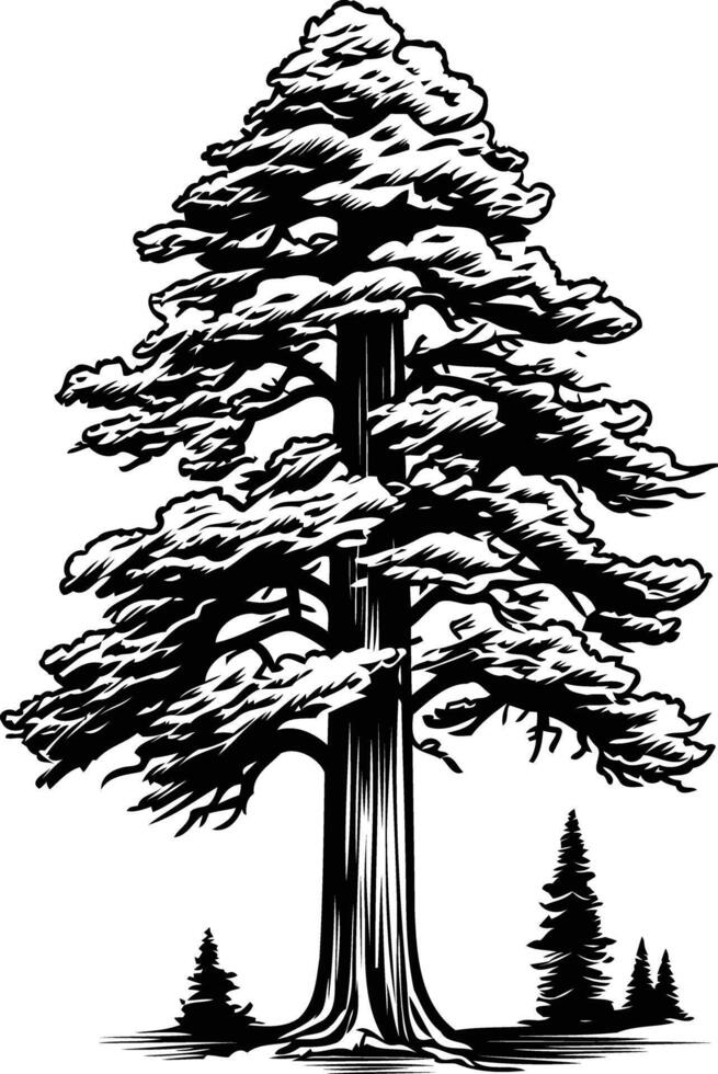 A majestic evergreen tree, drawn in a simple black and white style, stands tall against a white background vector