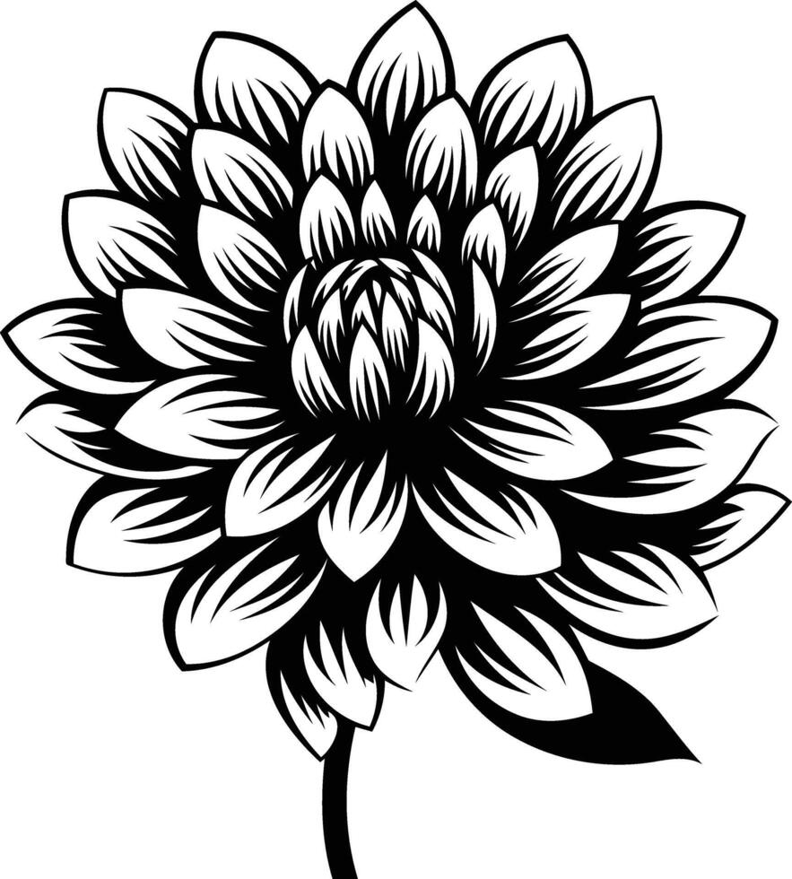 Black and white illustration of a single dahlia flower vector