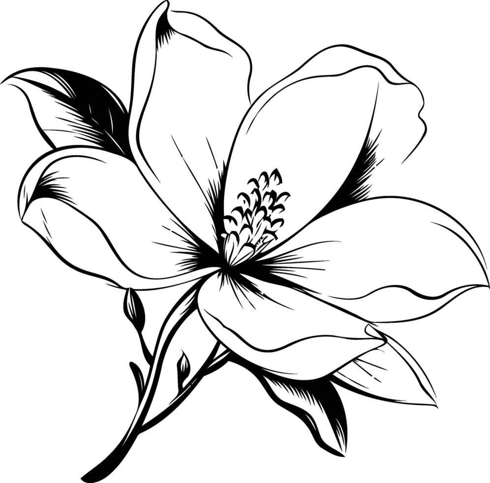 Elegant black and white line drawing of a single magnolia blossom, perfect for tattoo designs, wedding stationery, or botanical illustrations vector