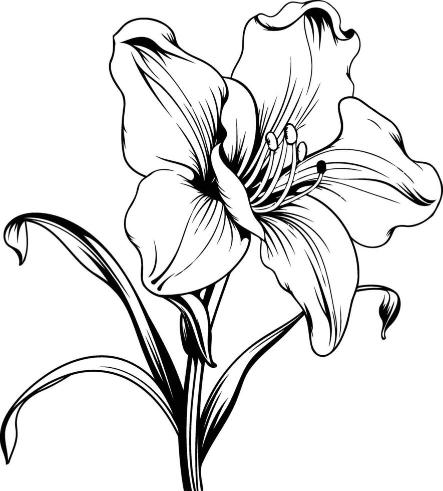 Elegant black and white line art illustration of a lily flower vector