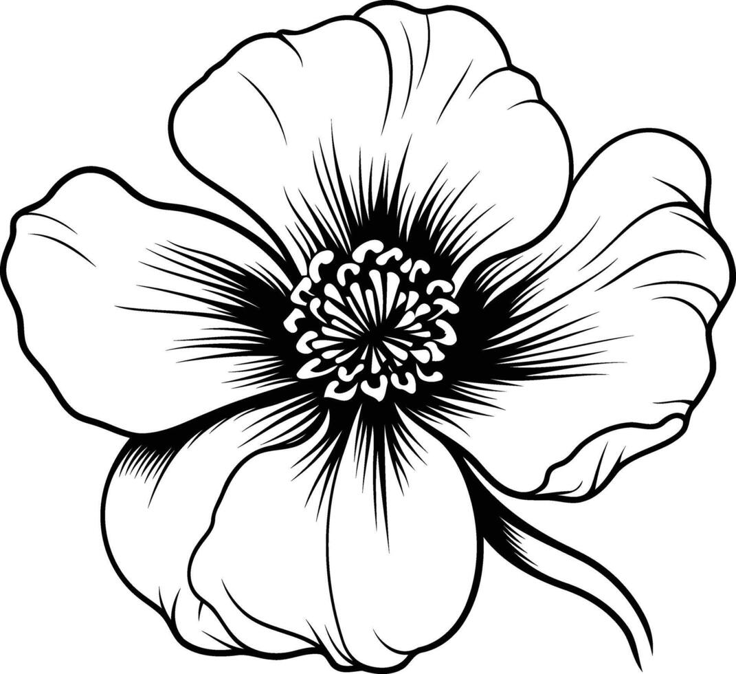 Elegant black and white line art illustration of a poppy flower, perfect for tattoo designs, botanical prints, or floral motifs vector