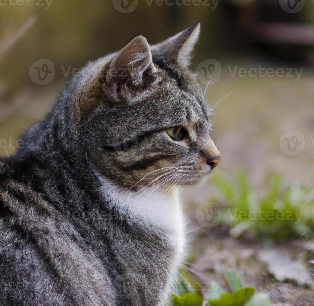 A cat in the urban landscape photo