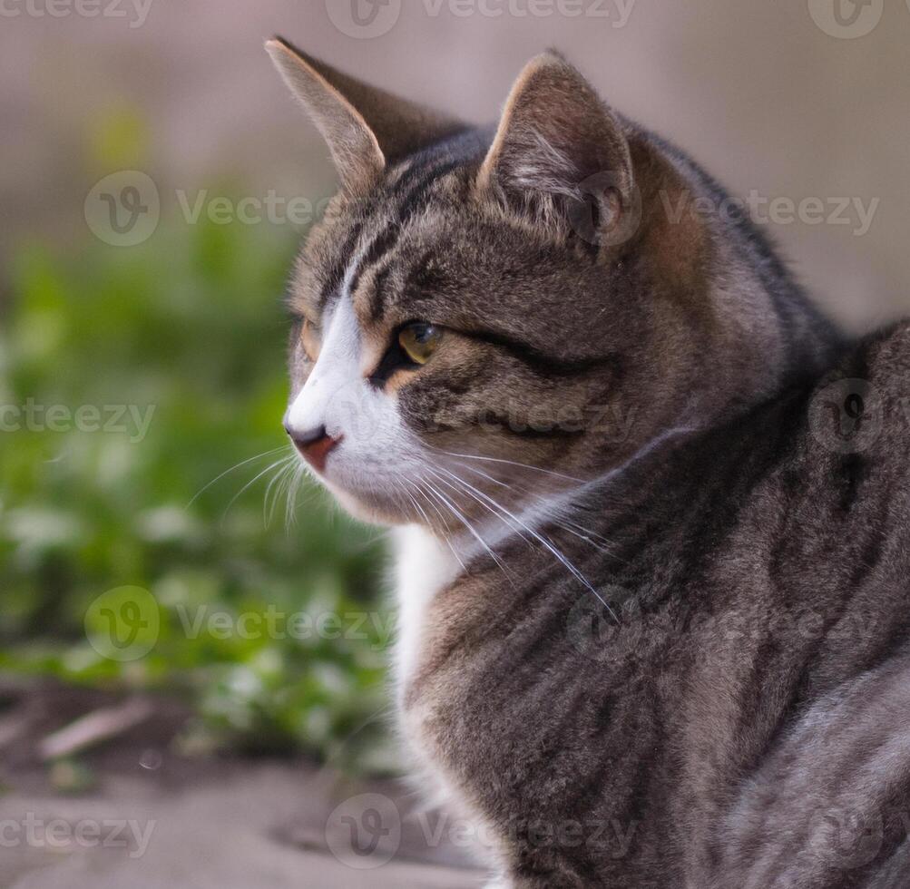 A cat in the urban landscape photo