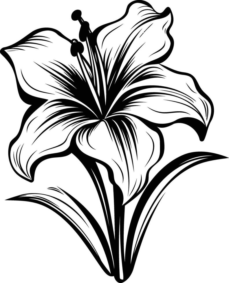Elegant black and white line art illustration of a lily flower vector