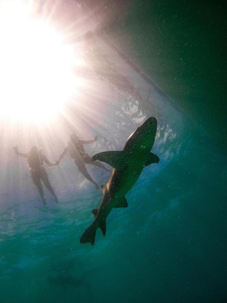 The ocean's depths hold untold wonders a dance of light, life, and the human spirit. Beneath the waves, we find a sacred connection that transcends boundaries. photo