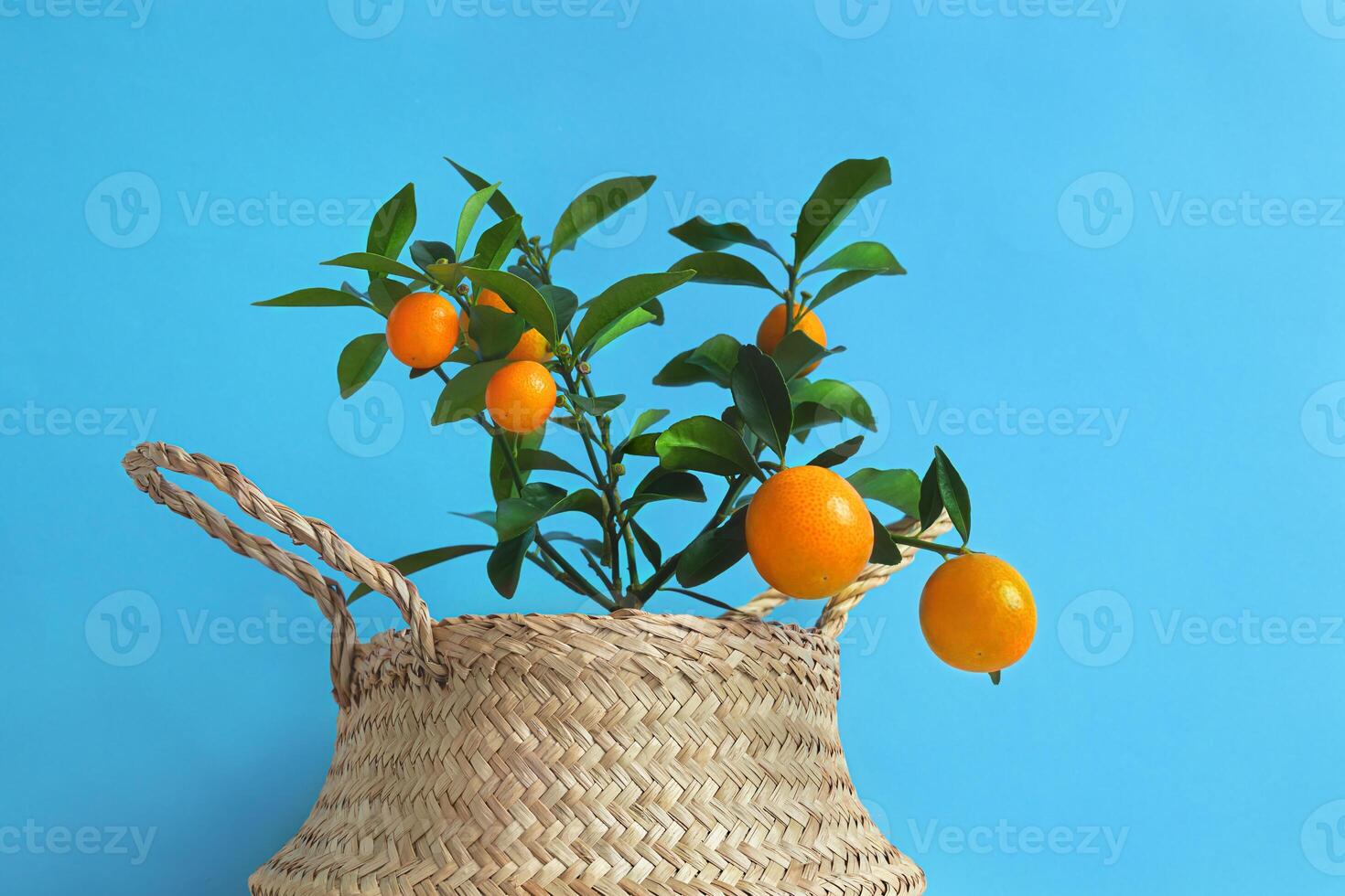 Kumquat tree with fruits in a wicker pot photo