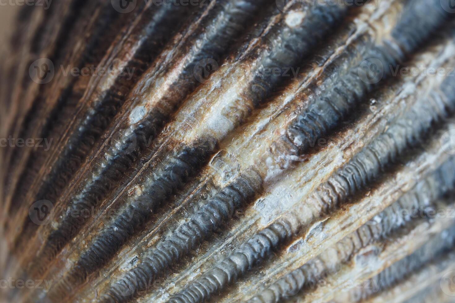 A brown seashell macro shot photo