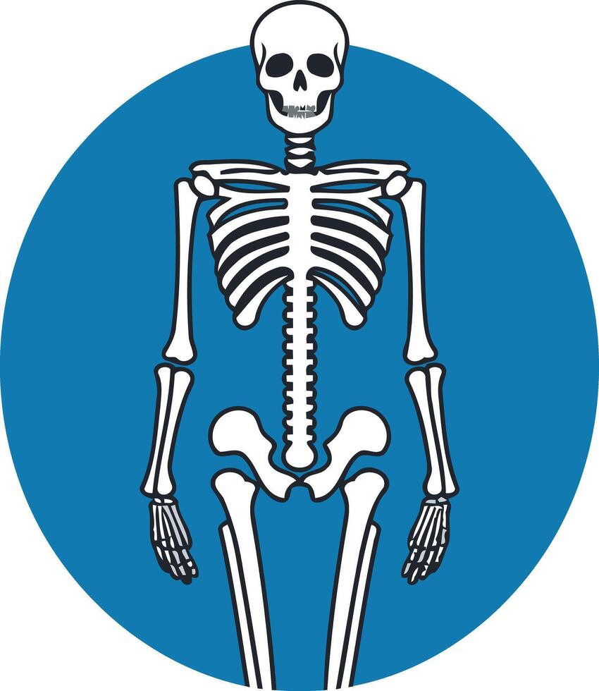 A simple yet striking illustration of a human skeleton standing against a blue background vector