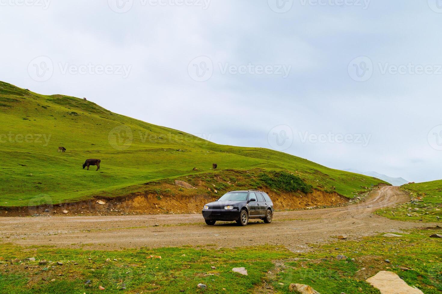 black car on wet dirt road in the mountain hills in front of grazing cows on green pasture at rainy day photo