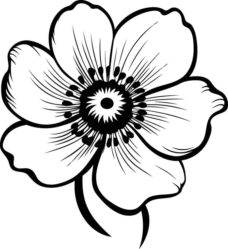 A simple yet elegant black and white line art illustration of an anemone flower vector