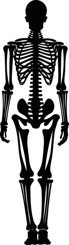 Simple and bold black silhouette of a human skeleton standing tall vector