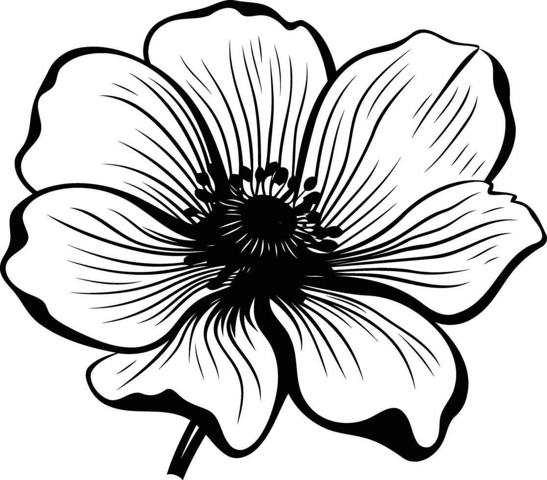 Anemone flower line drawing vector