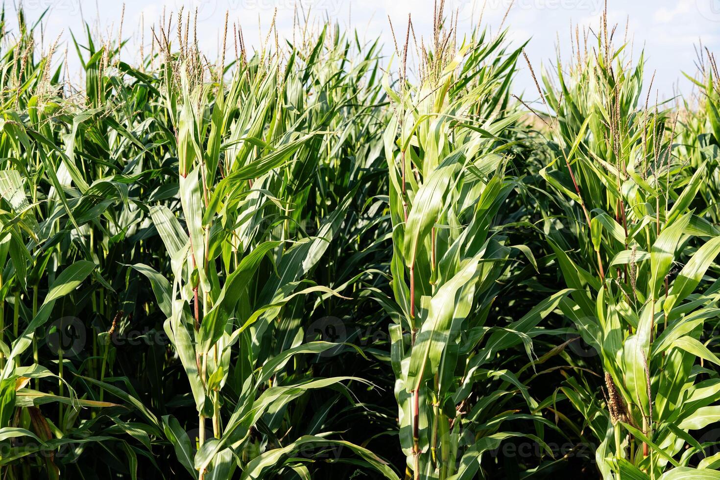 the yellow corn Zea mays photo