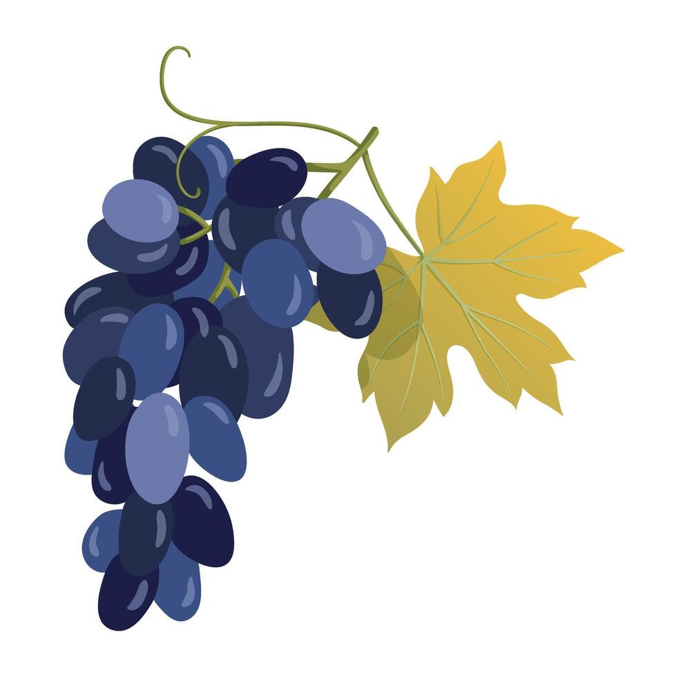 Grape bunch. Blue grape crown. Vine fruit for juice, wine packaging design, card, and banner. Hhand drawn illustration on a white background. vector
