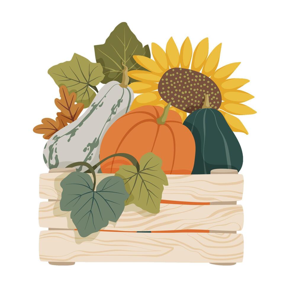Autumn harvest with colorful pumpkins, sunflowers, and leaves in wooden farm crate box arrangement for postcard, banner, poster, sticker, festival. Fall pumpkin composition design illustration vector