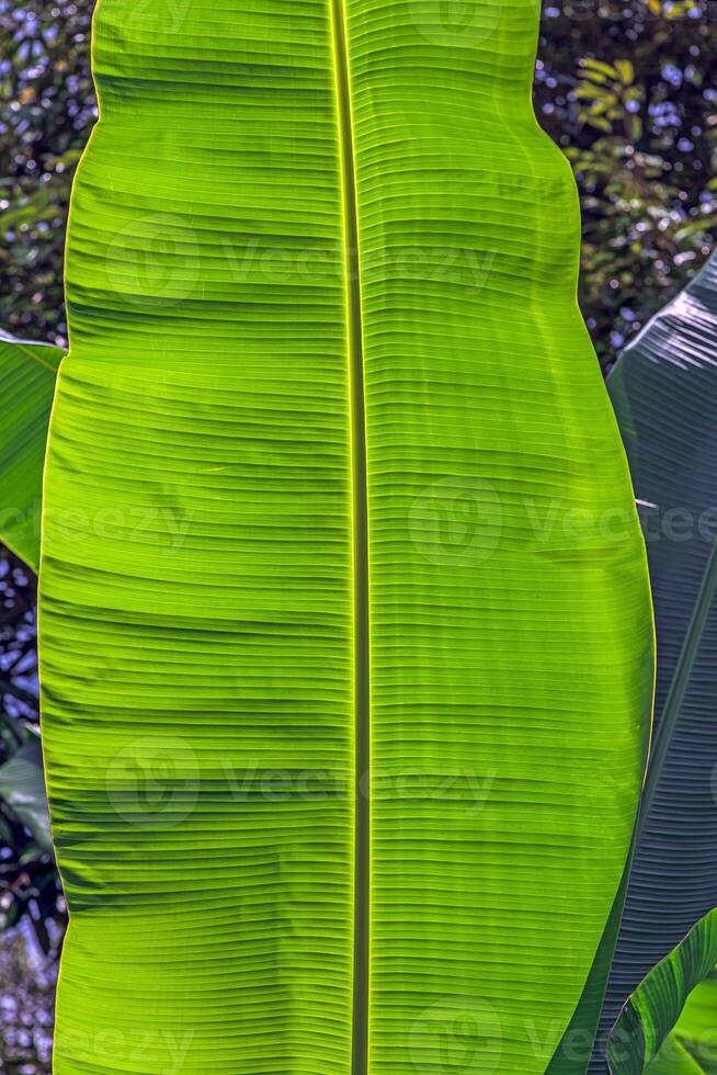 Close-up of a banana leaf with fine leaf structures photo