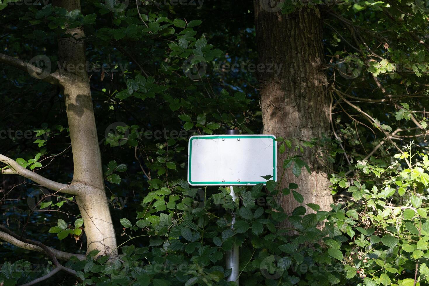 Image of an empty, green-framed sign with a white base in a dense forest photo