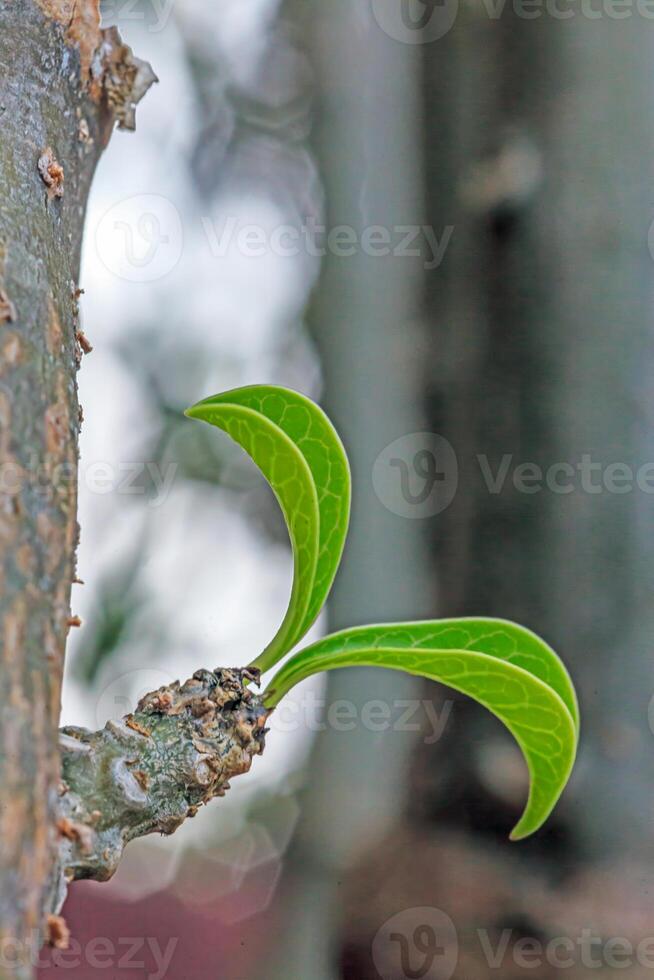 Close-up of a green shoot on a tree trunk against a blurred background photo