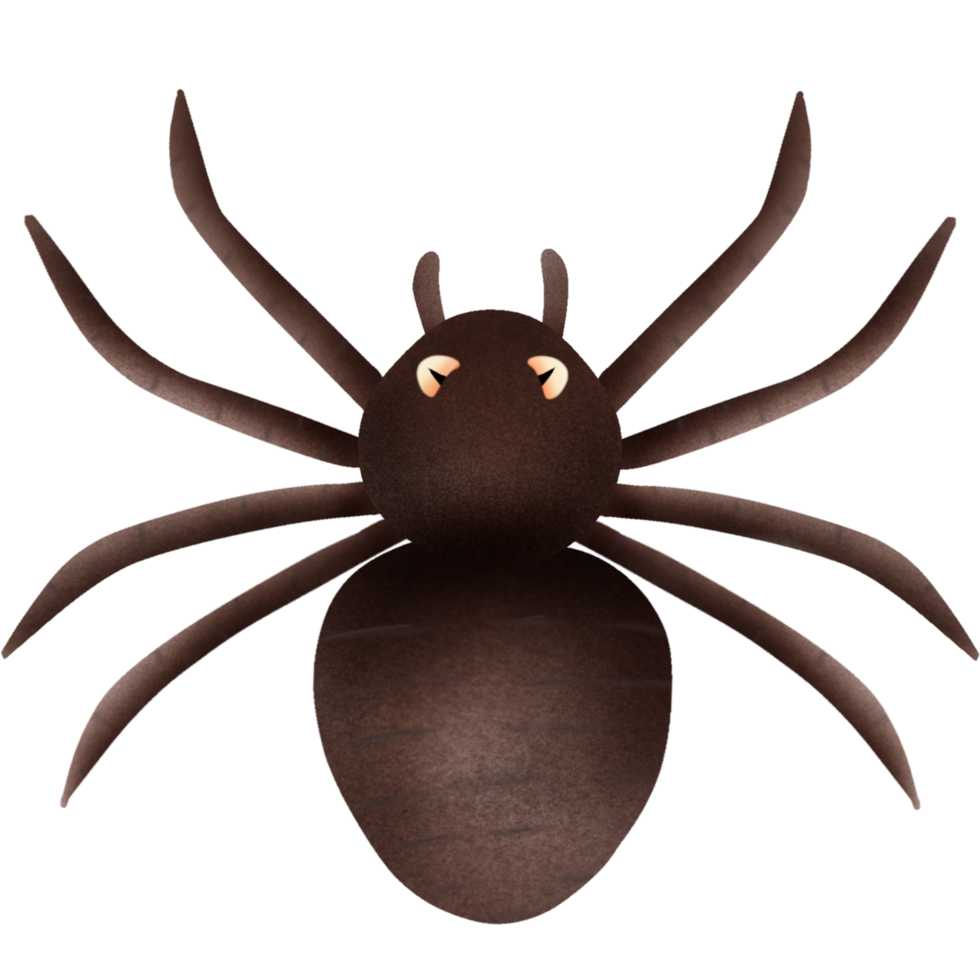 A brown spider in transparent background png