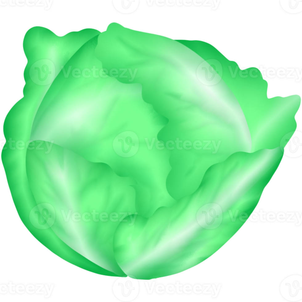 the vegetables cabbage png