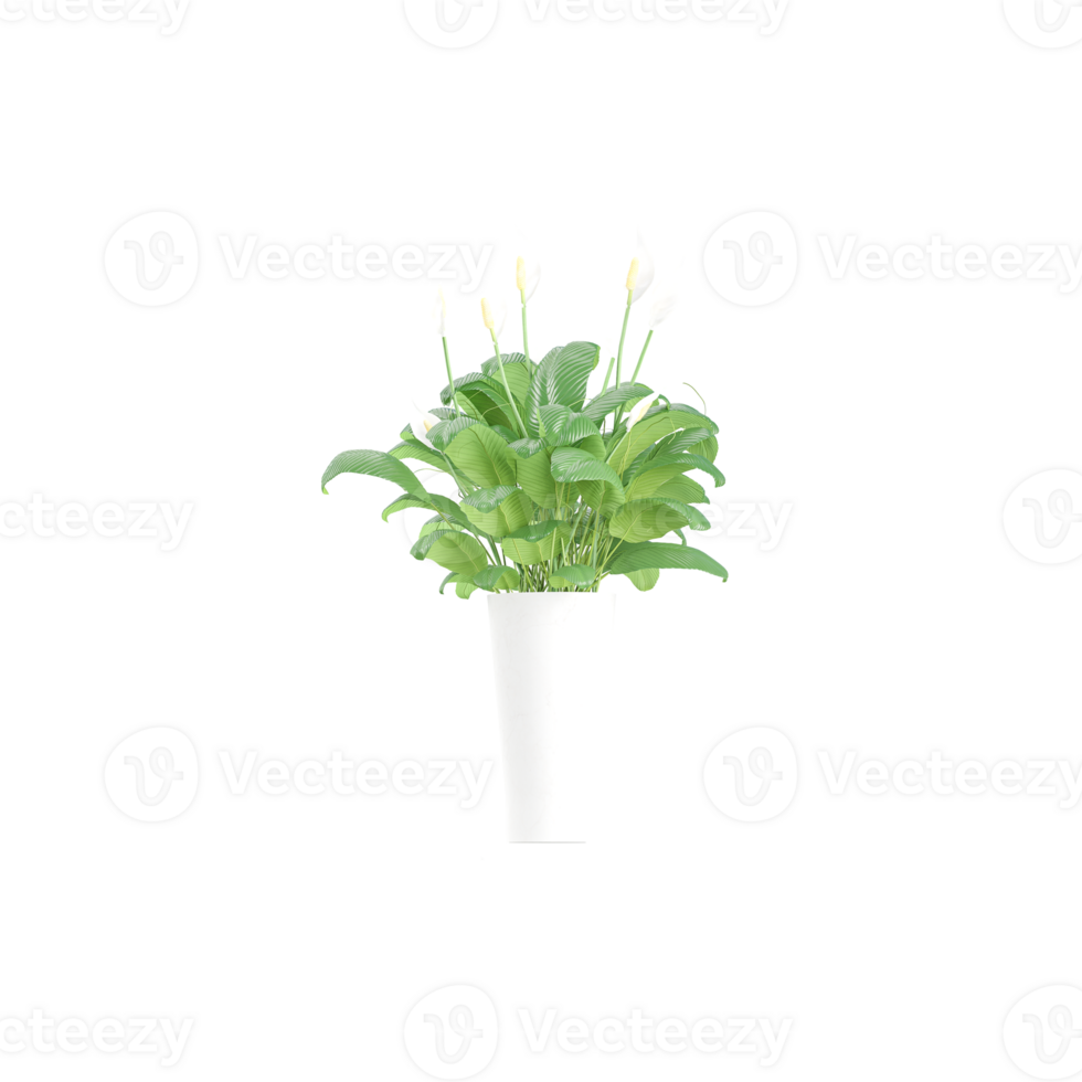 3d rendering of Spathiphyllum wallisii plant isolated on transparent Canvas png