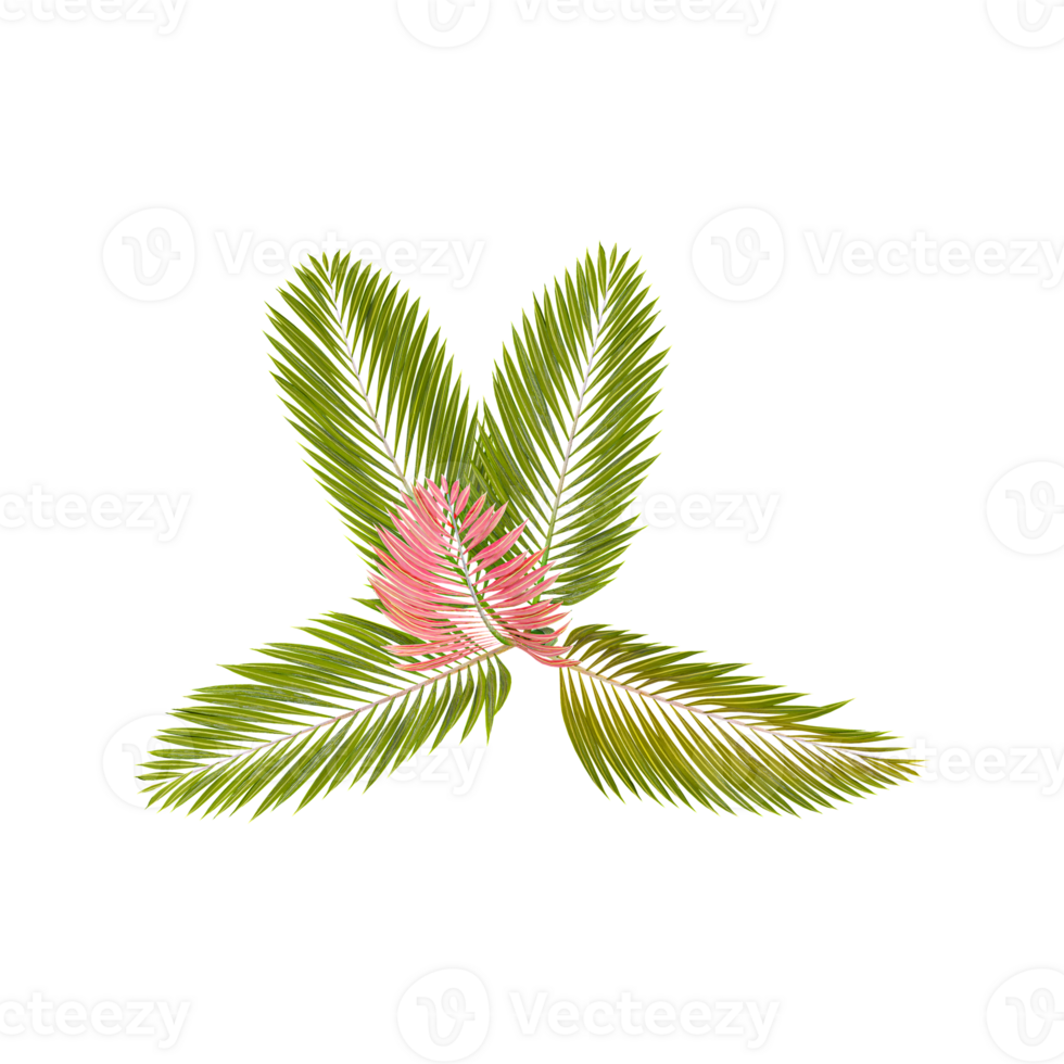 Top view of Red Leaf Palm tree from transparent Canvas png