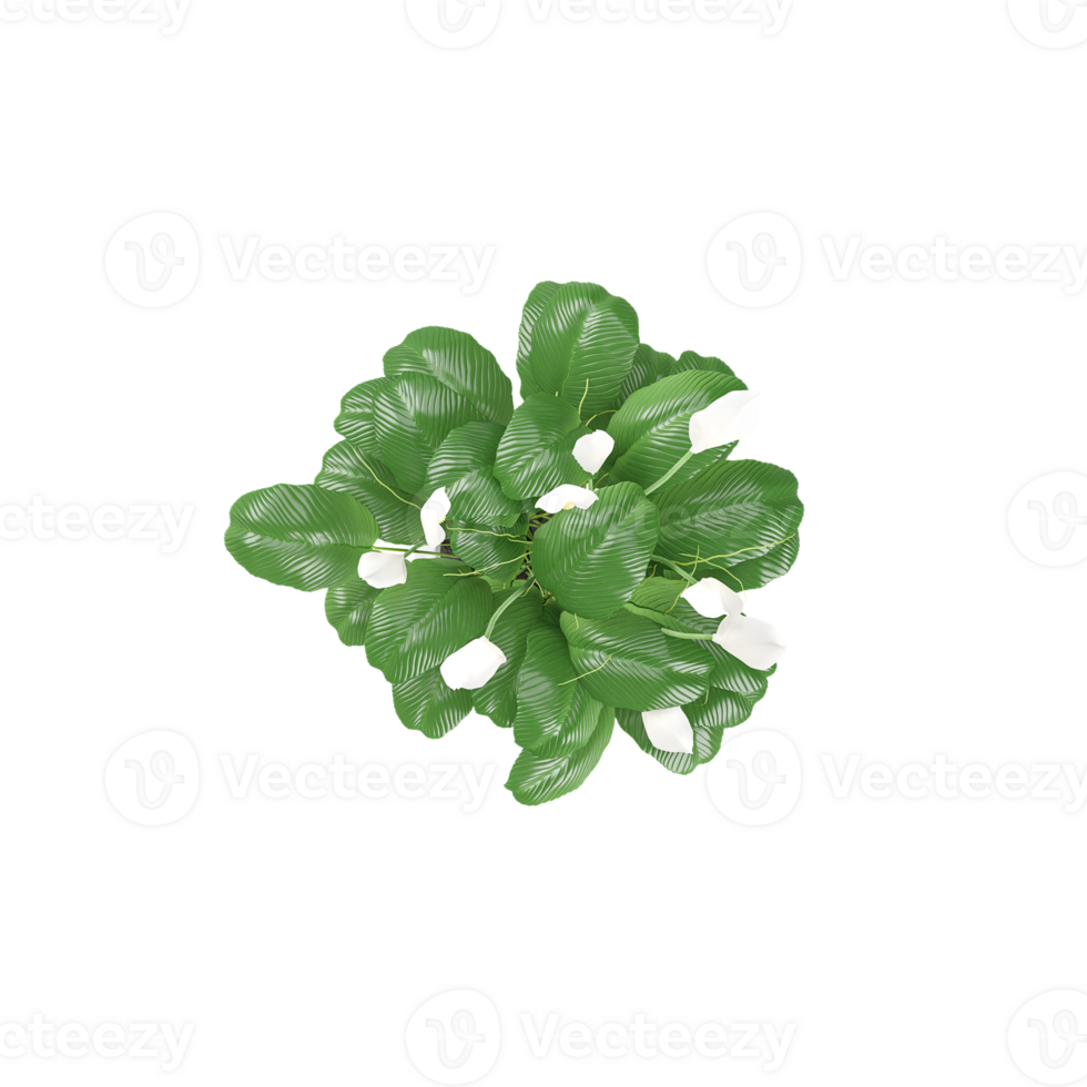 3d rendering of Spathiphyllum wallisii plant isolated on transparent Canvas from the top view png