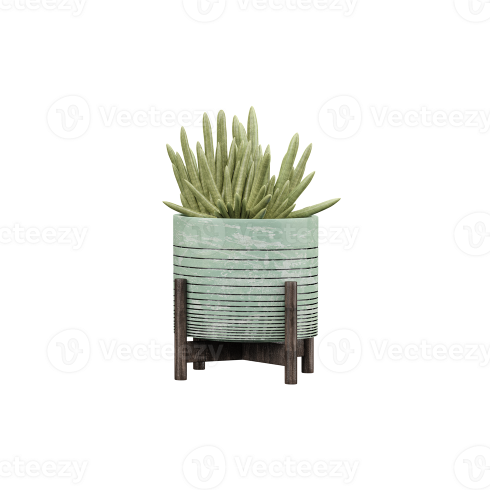 3d rendering of Dracaena angolensis plant in pot isolated on transparent Canvas png