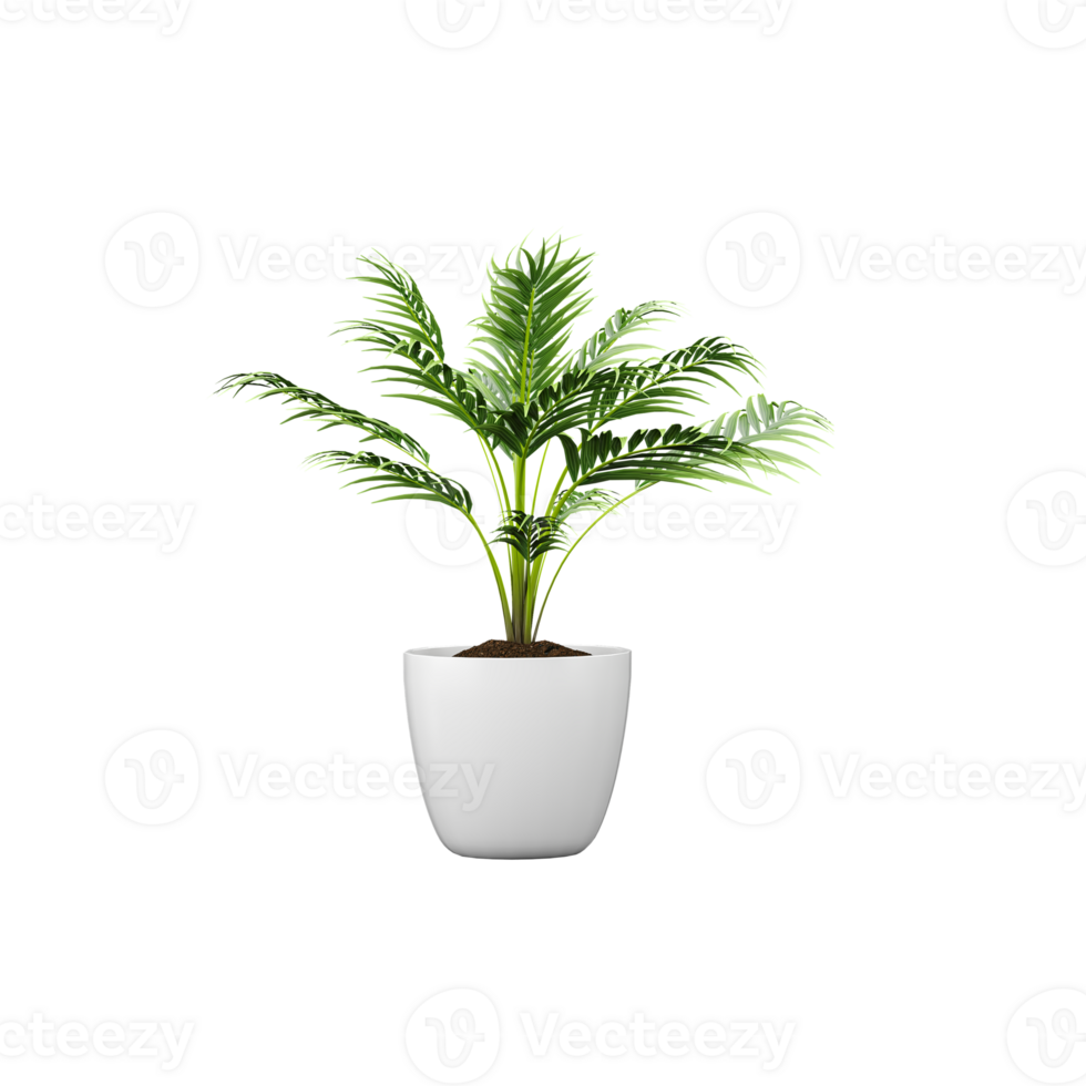 3d Rendering Of Areca palm plant With Transparent Canvas png