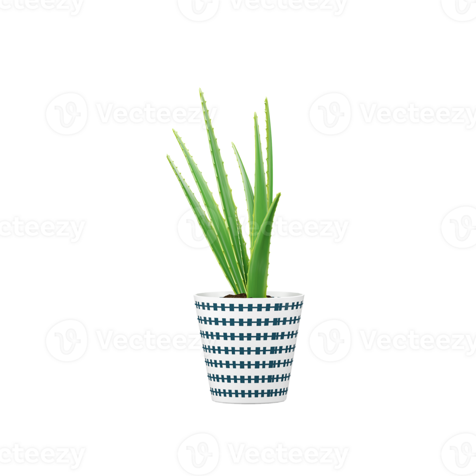 3d rendering of Aloe vera on isolated Canvas png