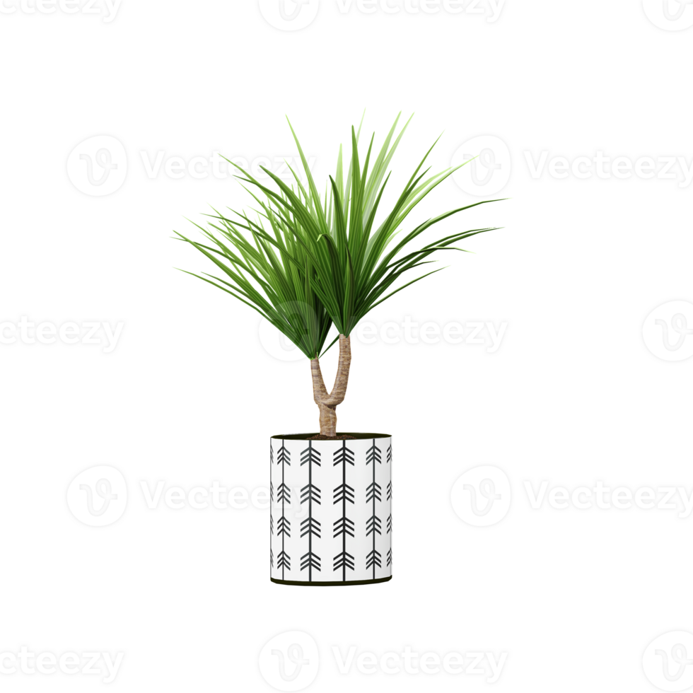 3d rendering of Dragon tree plant in pot isolated on transparent Canvas png