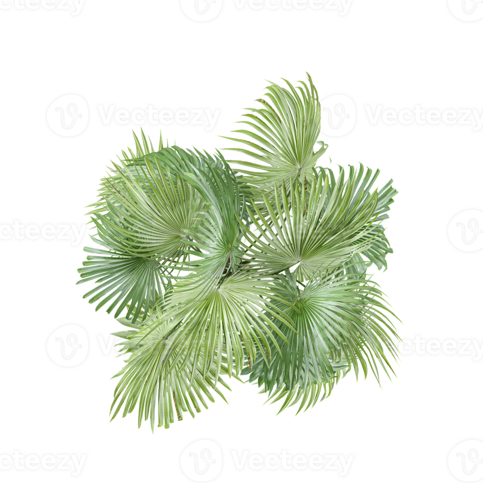 collection of Palm branch plant isolated on transparent Canvas from the top view png