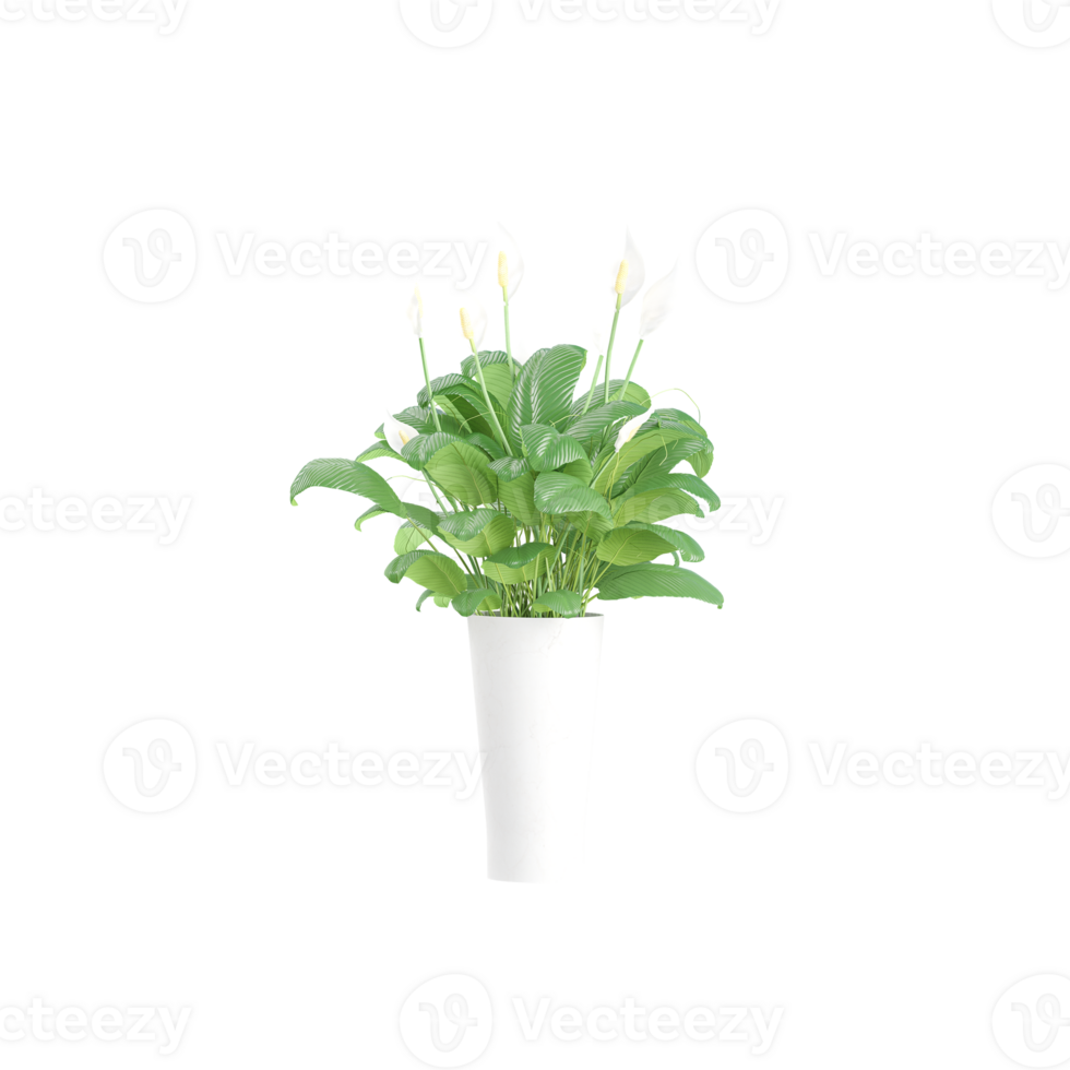 3d Rendering Of Spathiphyllum wallisii plant With Transparent Canvas png