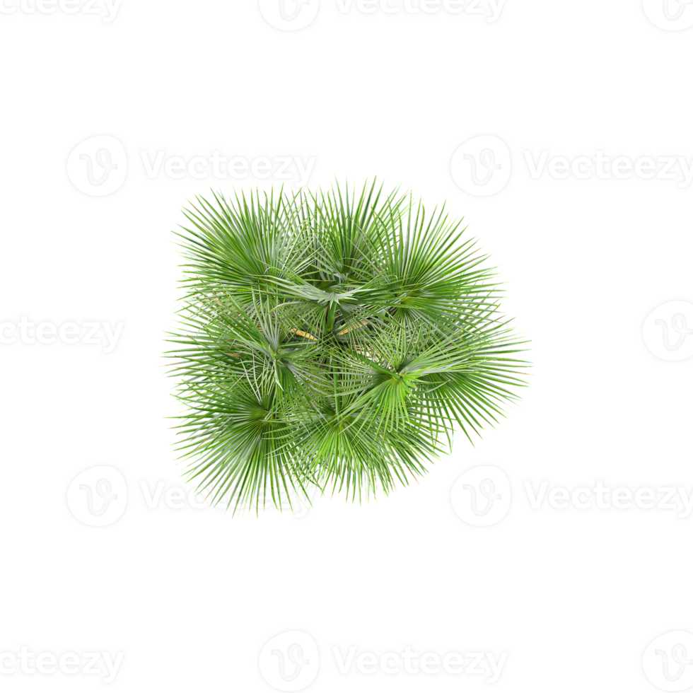 Topview of European fan palm tree isolated on transparent Canvas png