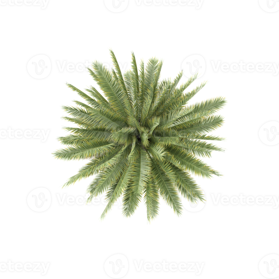 From the top view of Cycas Tree for architecture visualization png