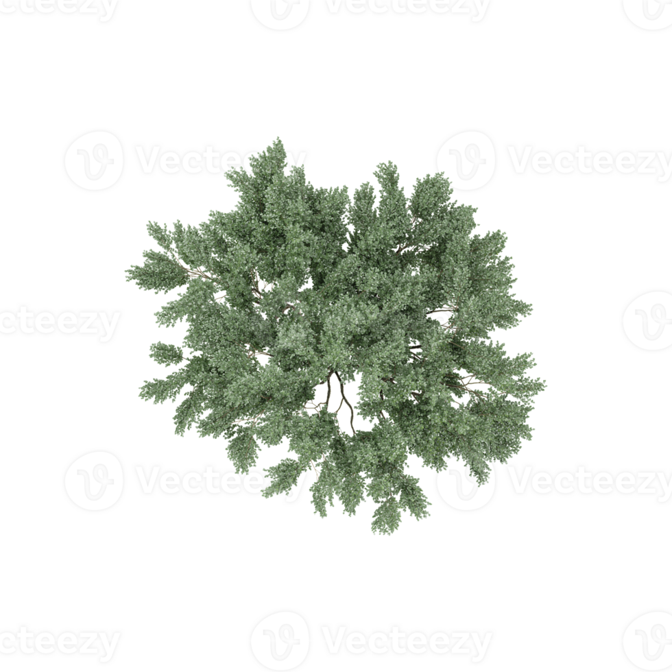 collection of Green Populus sect Aigeiros plant isolated on transparent Canvas from top view png