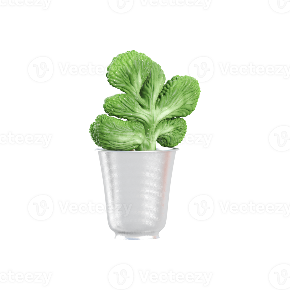 3d rendering of Blue Myrtle-Cactus plant isolated on transparent Canvas png