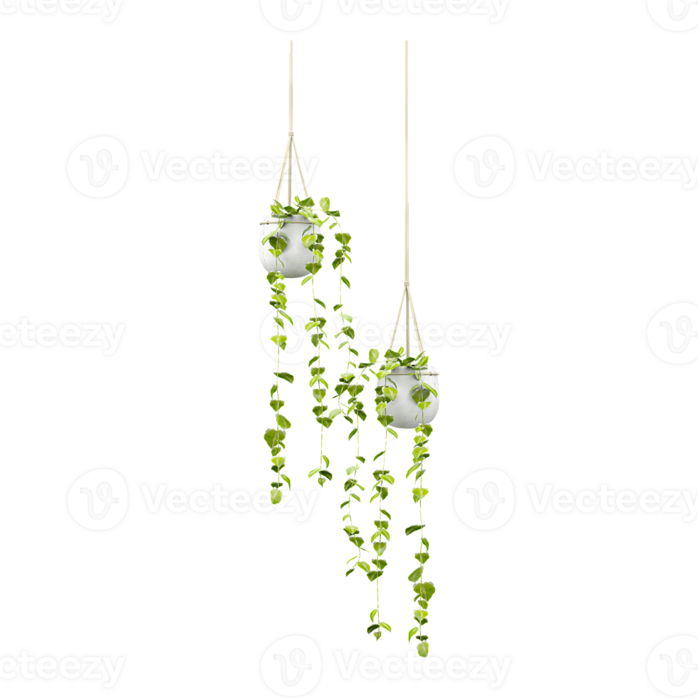 3d rendering plant holder hanging on transparent Canvas png