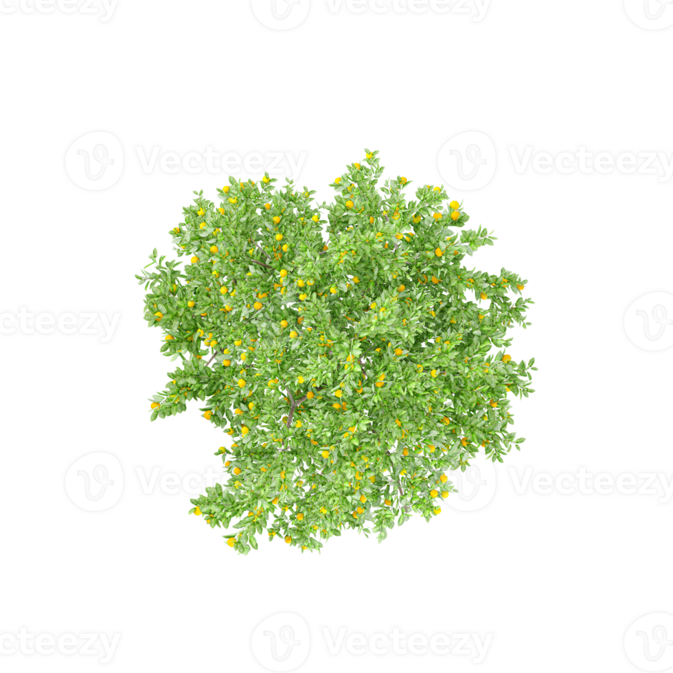 Top view of Citrus sinensis plant isolated on transparent Canvas png