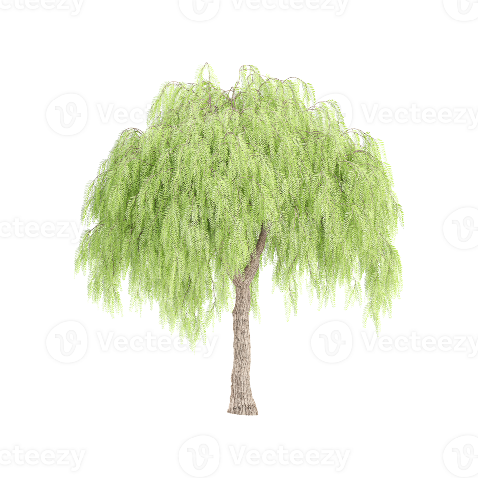 Weeping willow Plant isolated on transparent Canvas png