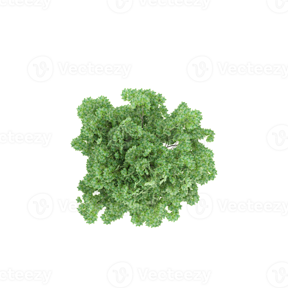 3d rendering of Green Trees Isolated on transparent Canvas from top view png