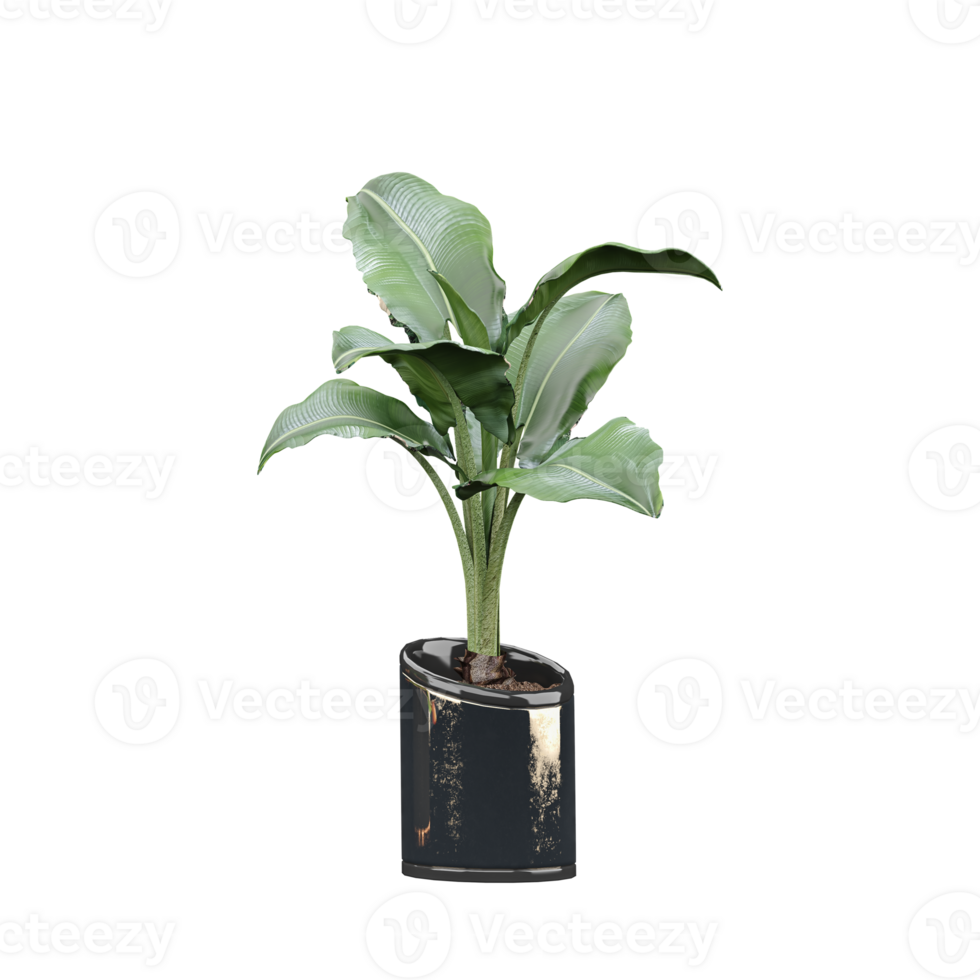 3d rendering of Hardy banana plant in pot isolated on transparent Canvas png