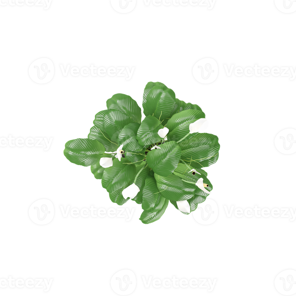 3d Rendering Of Spathiphyllum wallisii plant With Transparent Canvas from the top view png