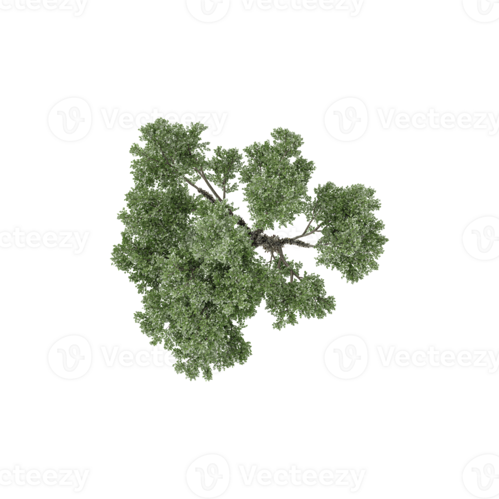 3D rendering of Topview of Populus sect Aigeiros Plant in transparent Canvas png