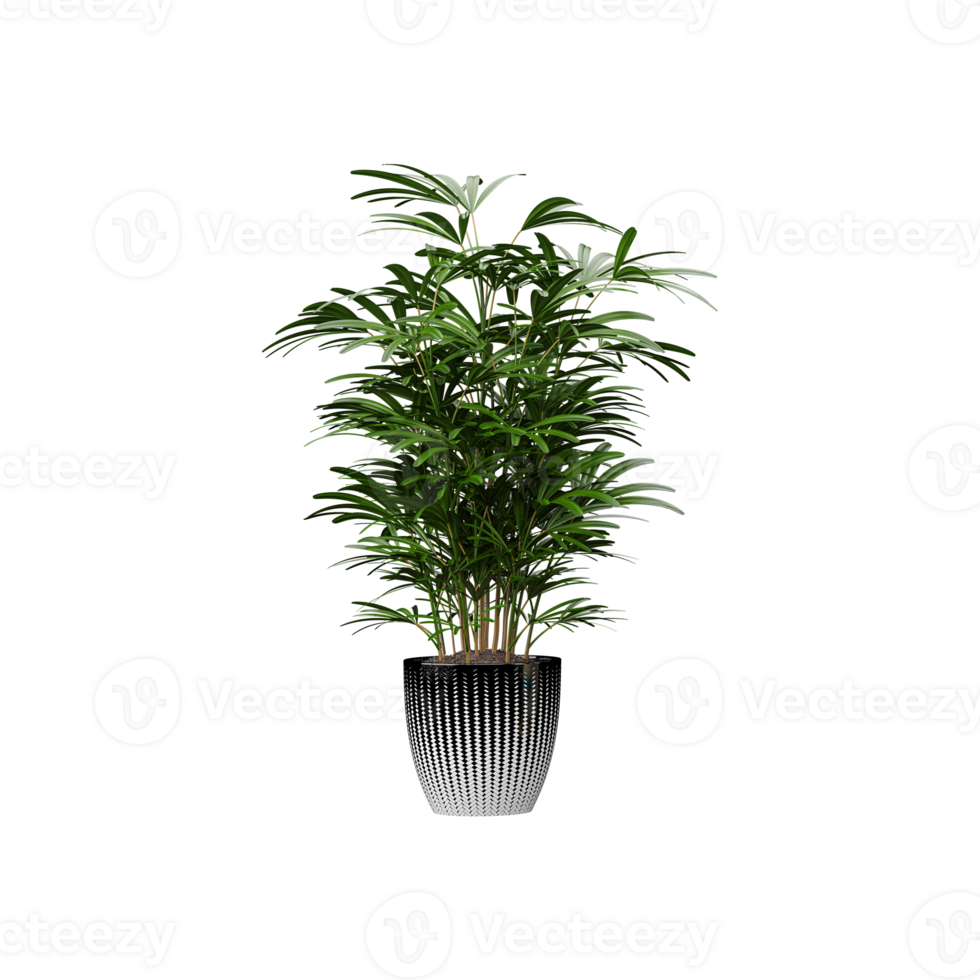 3d rendering of Broadleaf lady palm plant in pot isolated on transparent Canvas png