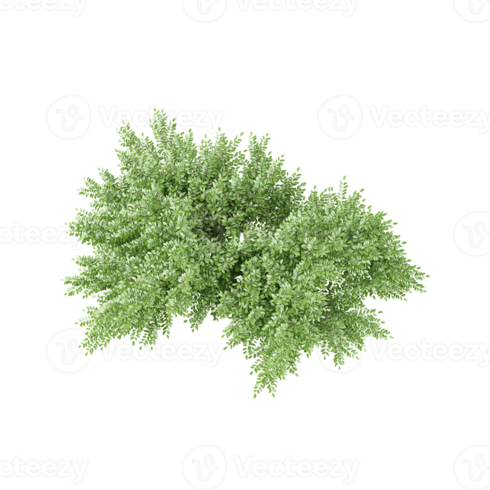 From the topview of Box tree on isolated Canvas png