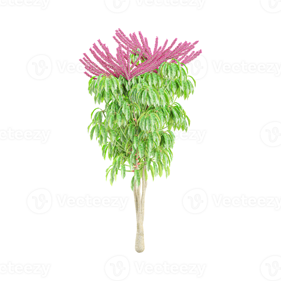 3d rendering of Australia umbrella tree isolated on transparent Canvas png